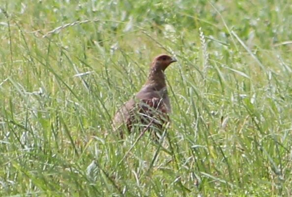 Rebhuhn in Geiss-Nidda