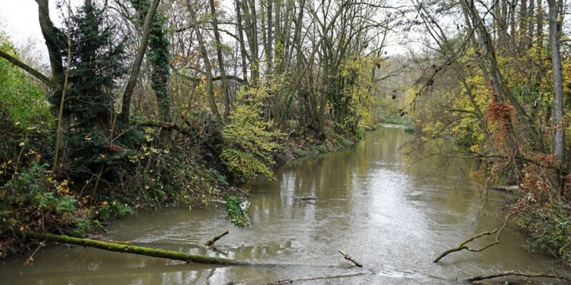 Renaturierter Flusslauf mit Uferbewuchs und Totholz im Flusslauf