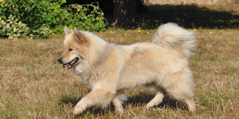 Hund1