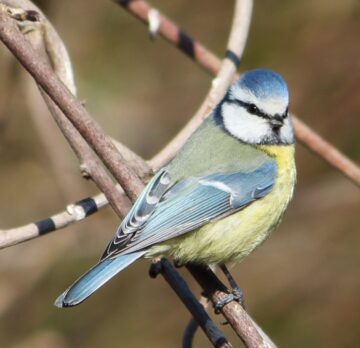 Blaumeise