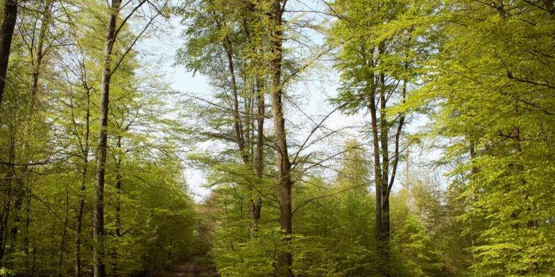 Im Wald von Geiss-Nidda
