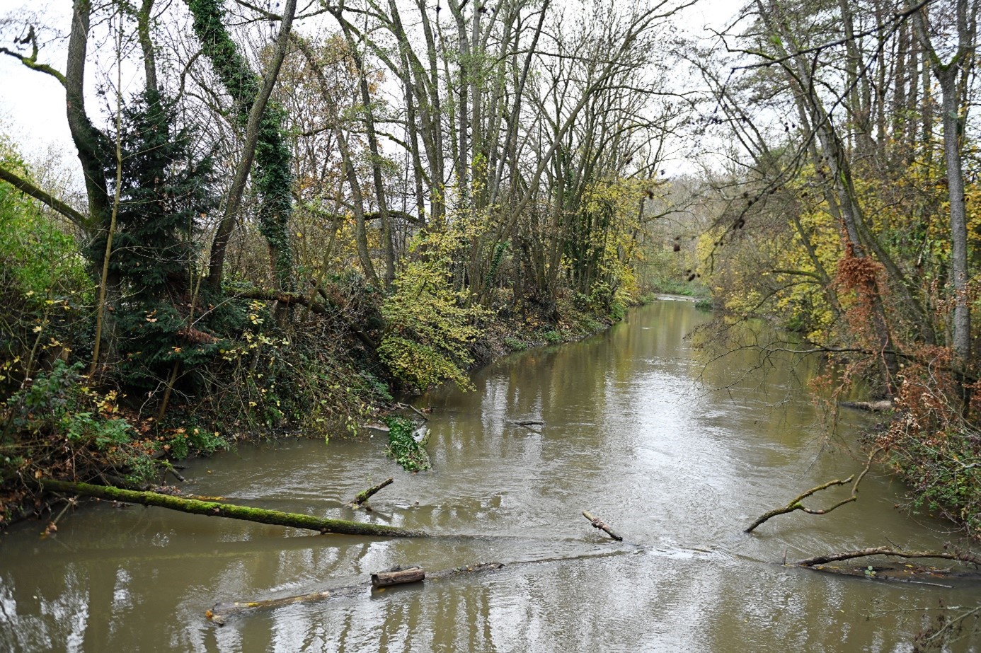 Renaturierter Flusslauf mit Uferbewuchs und Totholz im Flusslauf
